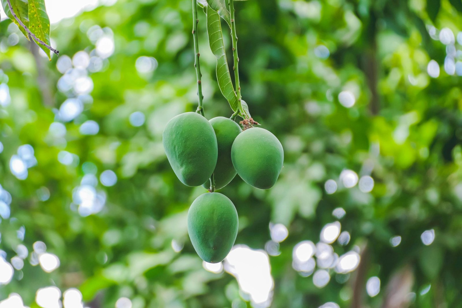 Home Vibrant green mangos hanging on a tree, capturing the essence of summer and growth.