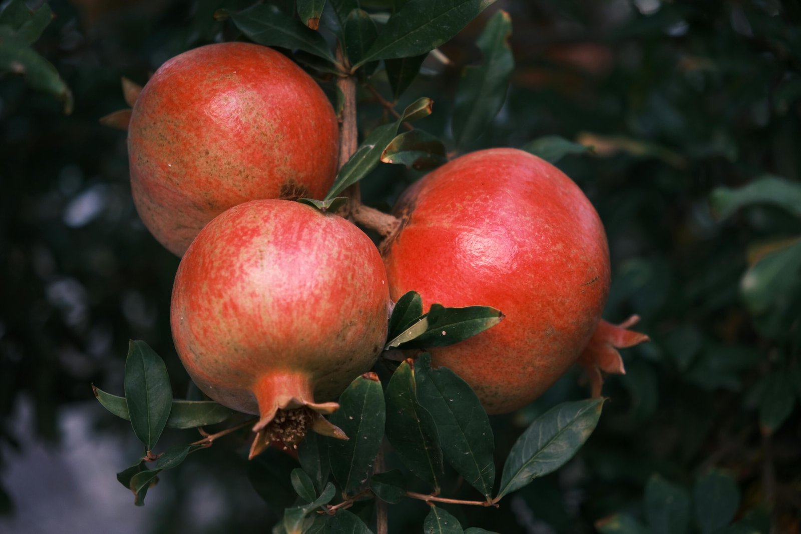 Home Lush pomegranates hanging on branches in Bornova, İzmir during the day.